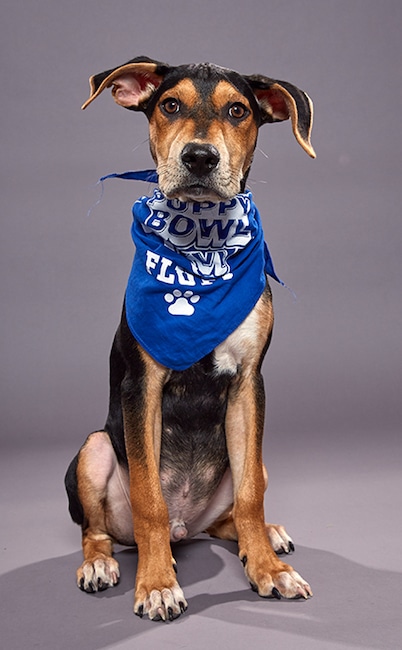 Puppy Bowl XVI